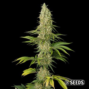 Super Silver Haze femminizzata sfusa