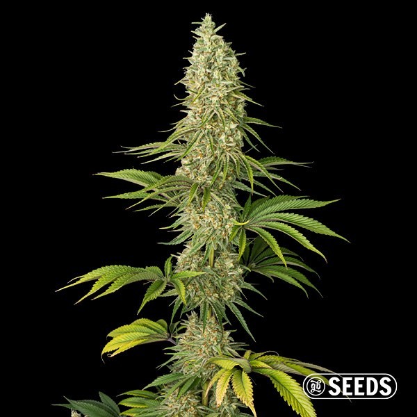 Visualizzazione Super Silver Haze