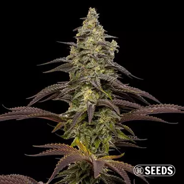 Semi feminizzati Animal Cookies - GB The Green Brand