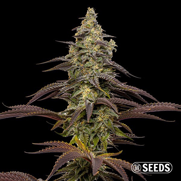 Visualizzazione Semi feminizzati Animal Cookies  - GB The Green Brand