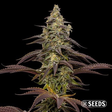 Semi feminizzati Animal Cookies  - GB The Green Brand