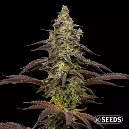 Semi feminizzati Animal Cookies - GB The Green Brand