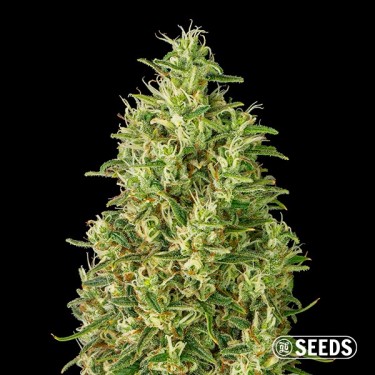 Semi Auto Super Silver Haze- GB The Green Brand