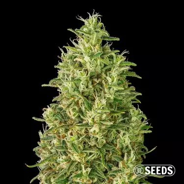 Semi Auto Super Silver Haze- GB The Green Brand