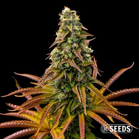 Semi Auto Animal Cookies - GB The Green Brand