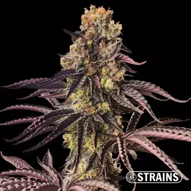 Semi femminizzati Spritzer - GB The Green Brand