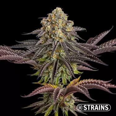 Semi Auto Sangria GB Strains - GB The Green Brand