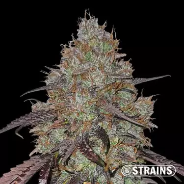 Cereal Milk di GB Strains - GB The Green Brand