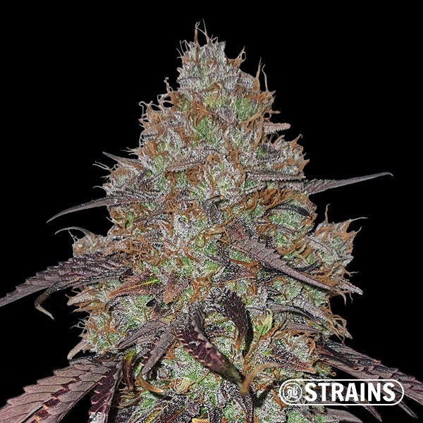 Visualizzazione Cereal Milk di GB Strains - GB The Green Brand
