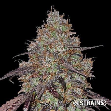 Cereal Milk di GB Strains - GB The Green Brand