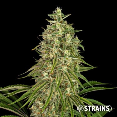 Visualizzazione Strawberry Sugar Candy di GB Strains - GB The Green Brand