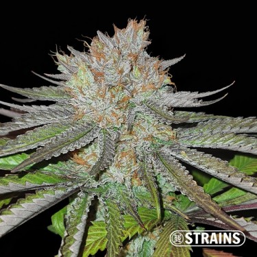 MAC BX1 Capulator Semi Regolari di GB Strains - GB The Green Brand