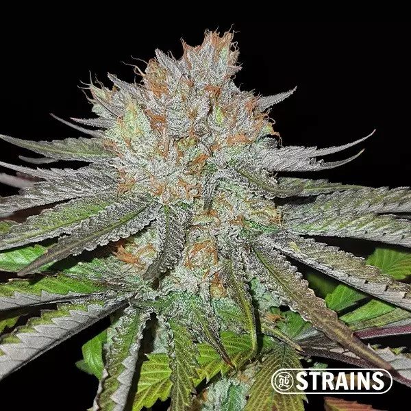 Visualizzazione MAC BX1 Capulator Semi Regolari di GB Strains - GB The Green Brand