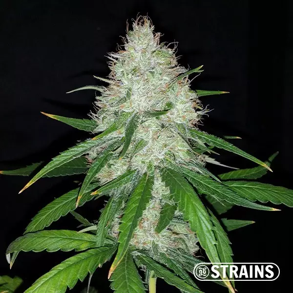 Visualizzazione Auto Strawberry Cake CBD de GB Strains - GB The Green Brand