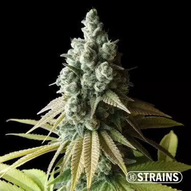Chocolookies Edizione Limitata de GB Strains - GB The Green Brand