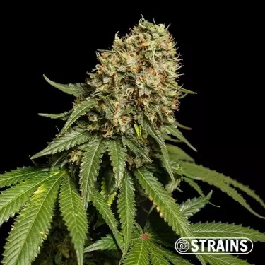 Blue Cheese Ultra Fast CBD GB Strains - GB The Green Brand
