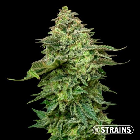 Strawberry Cake Ultra Fast CBG (Cannabigerolo) GB Strains - Growbarato