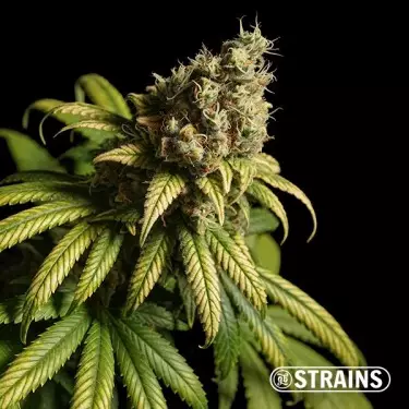 Strawberry Cake Ultra Fast CBD dI GB Strains - GB The Green Brand