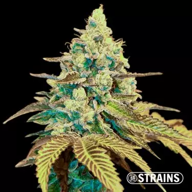 Auto Ice Cream Cake XXL GB Strains Semi - GB The Green Brand