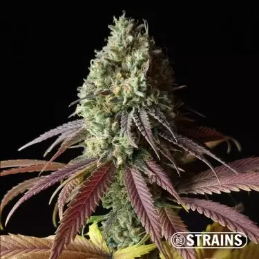 Auto Fruntz XXL Semillas Baratas GB Strains - GB The Green Brand