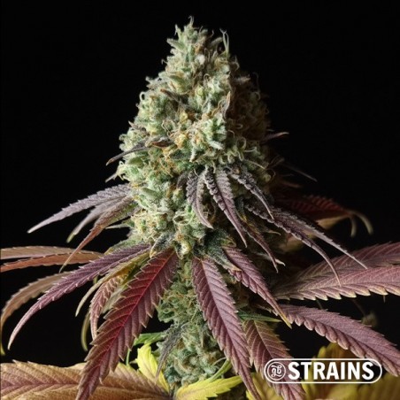 Auto Fruntz XXL Semillas Baratas GB Strains - GB The Green Brand