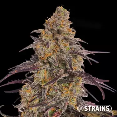 Apple&Bazookiez GB Strains - GB The Green Brand