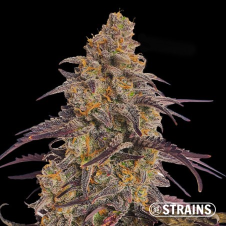 Apple&Bazookiez GB Strains - GB The Green Brand