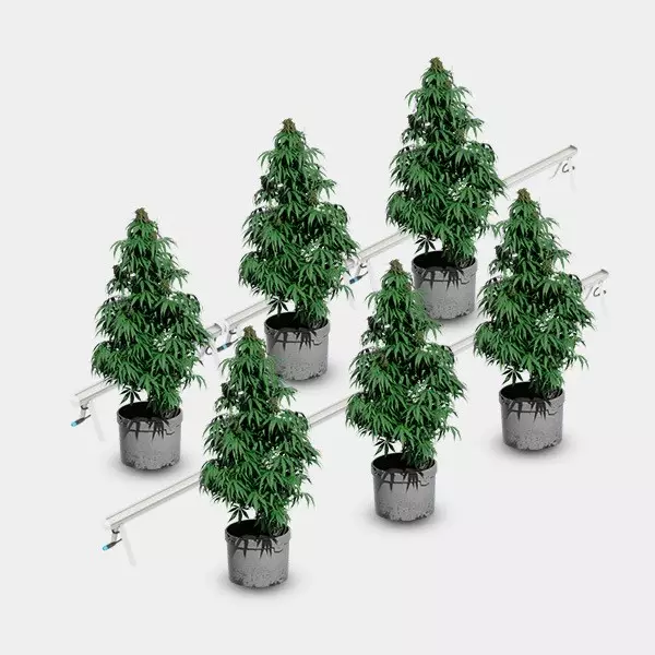 Under Canopy LED 120W Solux piante