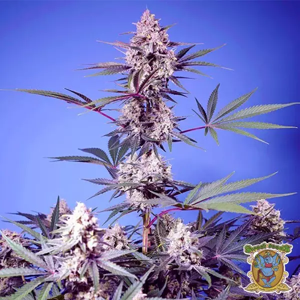 Visualizzazione Semi di Mental Rainbow F1 Fast Version - GB The Green Brand