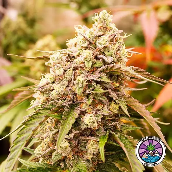 Visualizzazione Semi Sunday Punch Early Version - GB The Green Brand