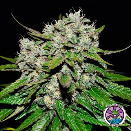Neville's Rose Auto