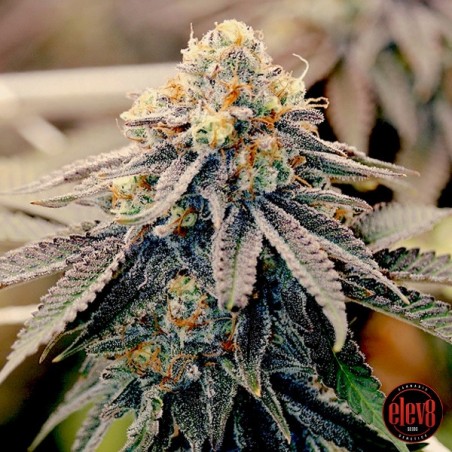 Semi Sundae Punch de Elev8 Seeds - GB The Green Brand