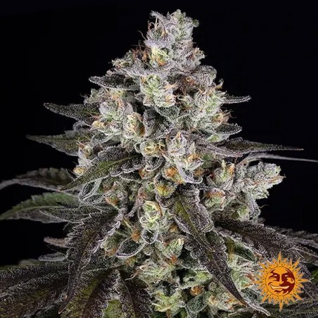 Trainwreck