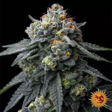 Semi Jealousy de Barney's Farm - GB The Green Brand