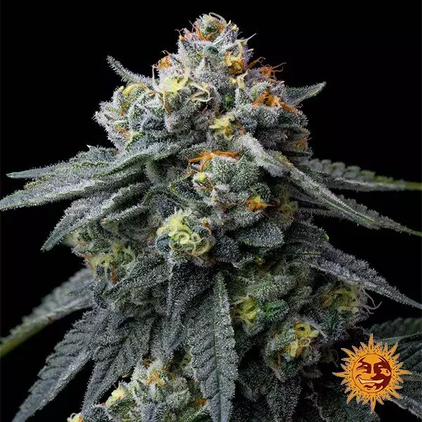 Visualizzazione Semi Jealousy de Barney's Farm - GB The Green Brand