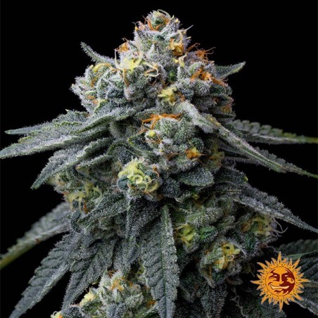 Semi Jealousy de Barney's Farm - GB The Green Brand