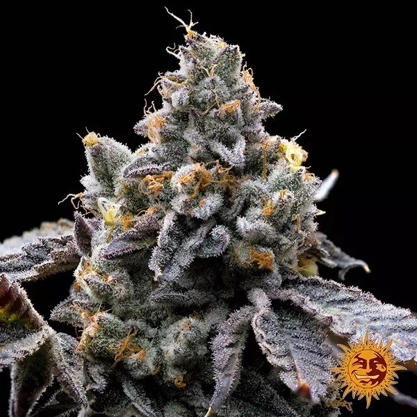 Visualizzazione GMO Cookies