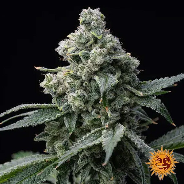 Visualizzazione Bruce Banner