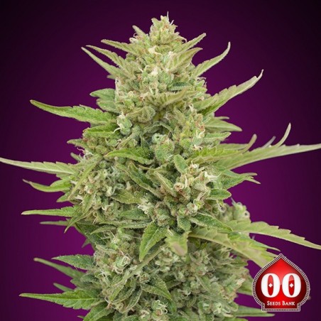 Auto Super Skunk del banco di semi 00 Seeds.