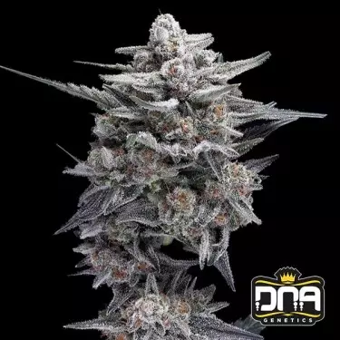 HG23 AKA Michael Jordan 🏀🥇 - GB The Green Brand