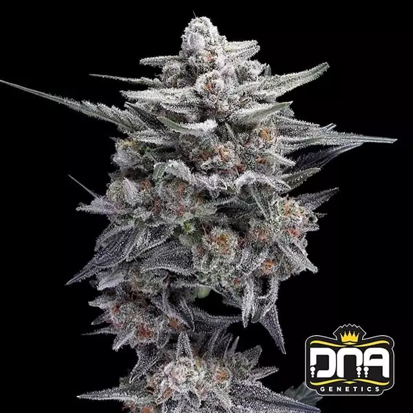 HG23 AKA Michael Jordan 🏀🥇 - GB The Green Brand