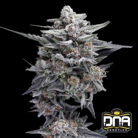 HG23 AKA Michael Jordan 🏀🥇 - GB The Green Brand