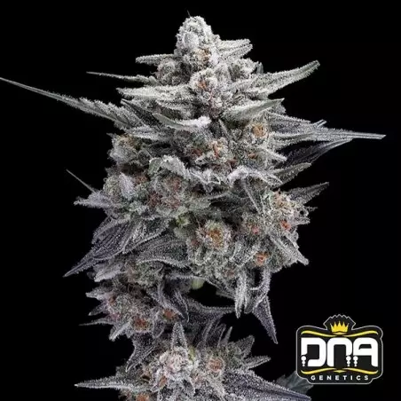 HG23 AKA Michael Jordan 🏀🥇 - GB The Green Brand