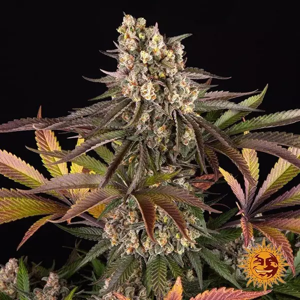 Visualizzazione Semi Limoncello 🍋 di Barney's Farm - GB The Green Brand