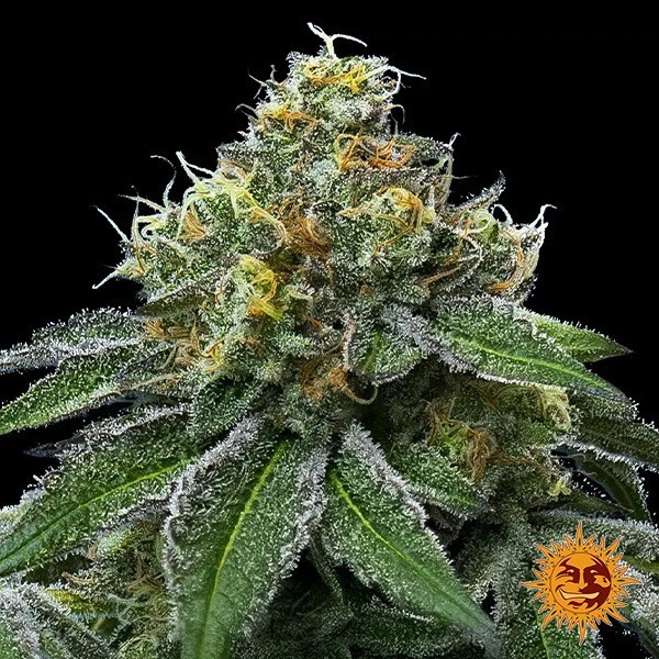 Visualizzazione RS11 x Banana OG 🍌 de Barney's Farm - GB The Green Brand