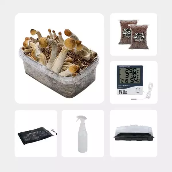 Kit per l'Autocoltivazione di Funghi Magici