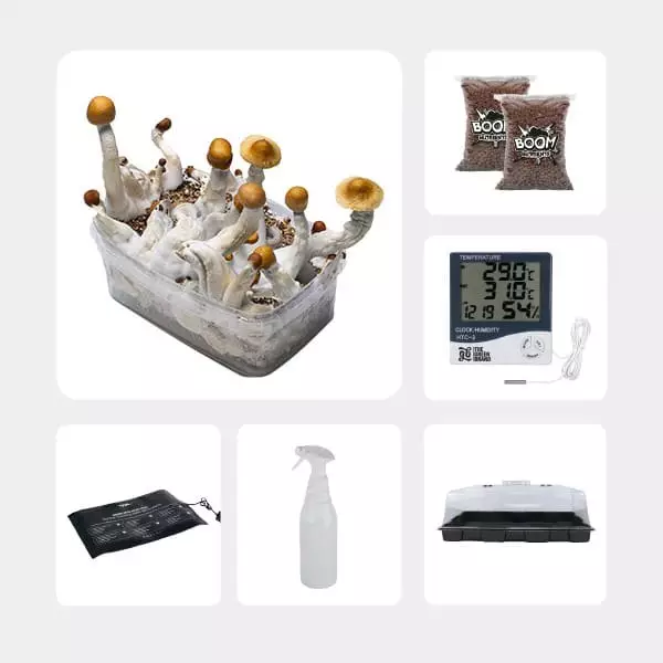 Kit per l'Autocoltivazione di Funghi Magici