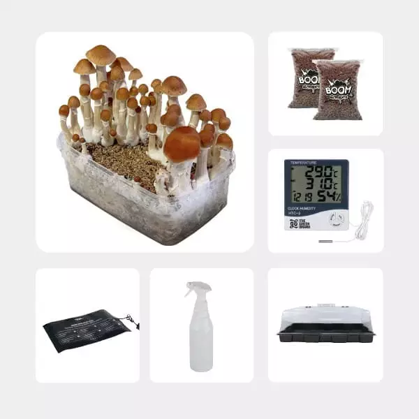 Kit per l'Autocoltivazione di Funghi Magici