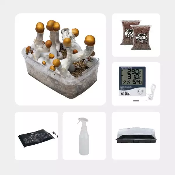 Kit per l'Autocoltivazione di Funghi Magici