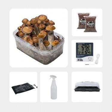 Kit per l'Autocoltivazione di Funghi Magici